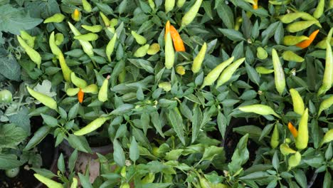 closeup of green chilli peppers growing in a garden