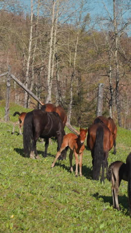 lactating mares with little foals graze fresh grass on hilly birch grove glade slow motion. farm horses population live in wilderness at reserved territory