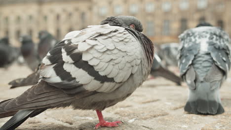 flock of rock doves resting on a park in city of amsterdam, netherlands