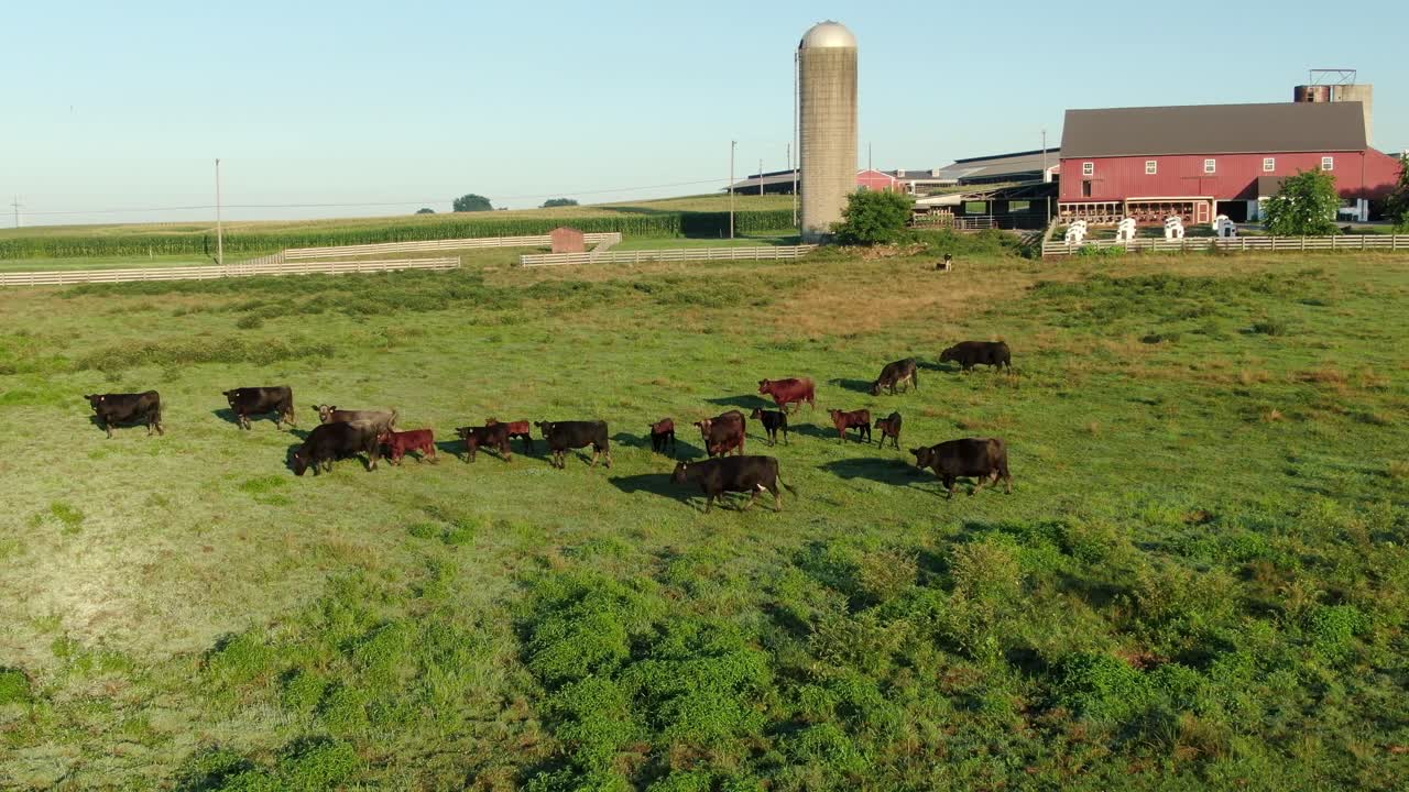Aerial of herd of dairy beef cattle, cows with red farm buildings and silo, golden hour lighting of green pasture, meadow, agriculture food milk dairy meat production theme