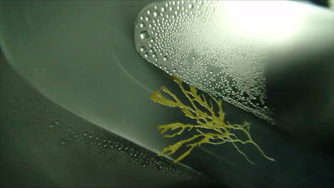 slime mould creeping along a smooth agar path