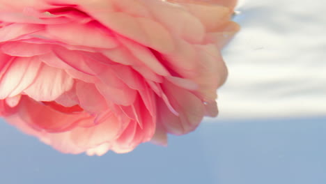 close-up of a pink ranunculus flower