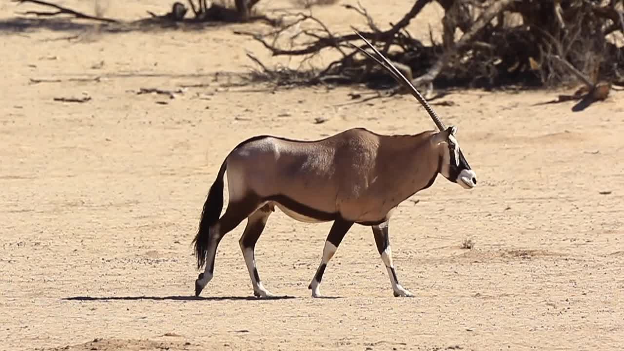 hermosa mujer gemsbok oryx camina a través del marco del desierto de kalahari