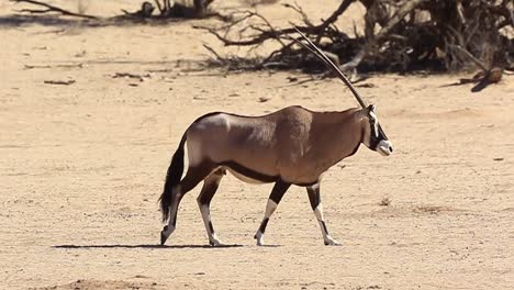 Schöne-Weibliche-Gemsbock-Oryx-Geht-Durch-Kalahari-Wüstenrahmen