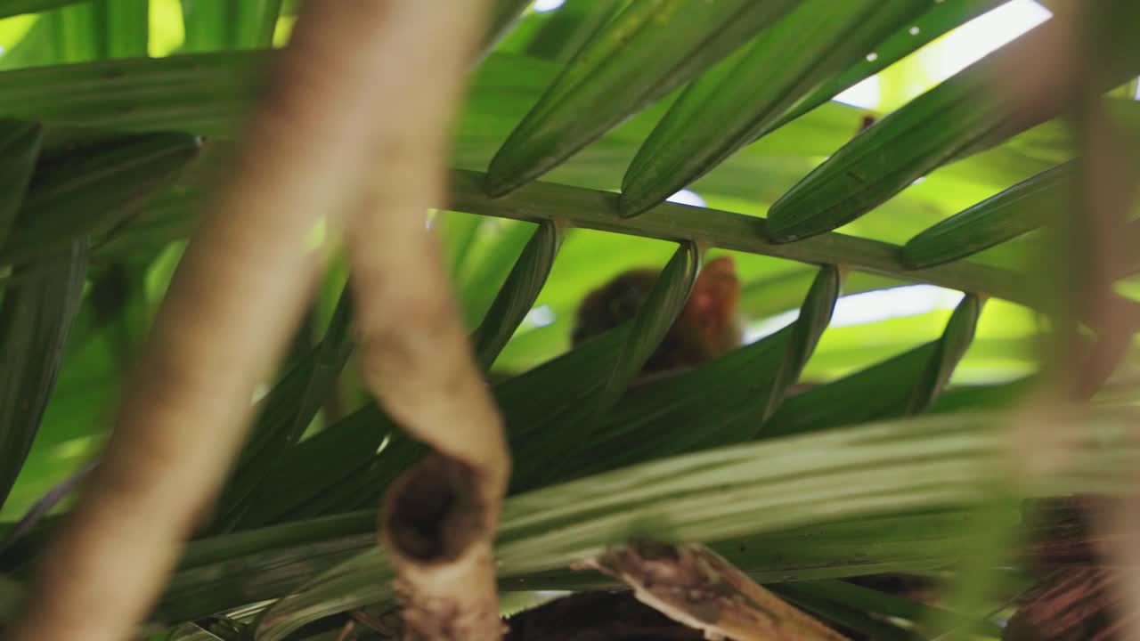 An adorable tarsier monkey nestled between lush green trees in the heart of the Philippine jungle, showcasing its huge eyes and delicate features.