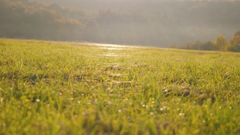 static rack focus shot of dry grass field covered with spider webs during autumn sunset with light breeze, shot in 4k