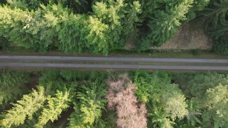 Secluded-countryside-road-surrounded-by-tall,-imposing-trees