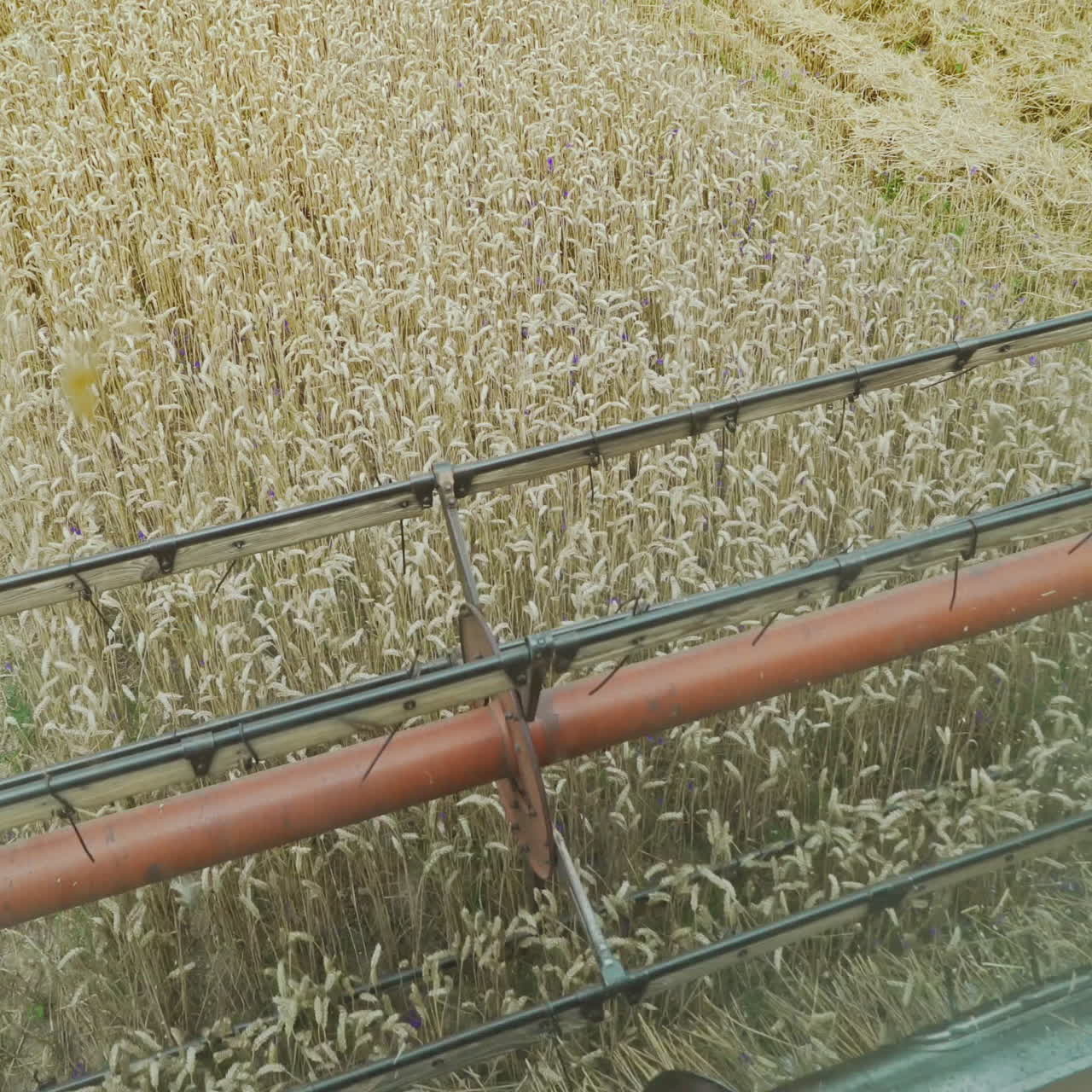 Harvest time. Combine harvester working in a wheat field