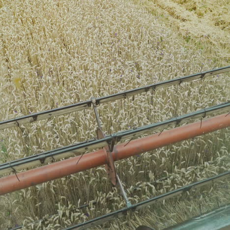 harvest time. combine harvester working in a wheat field