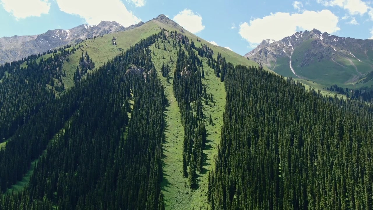 Aerial Drone View Ascending a dense forested mountain Slope in Altyn Arashan Valley, Kyrgyzstan