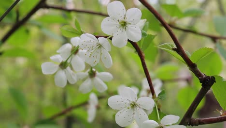 Close-up-on-blossoming-white-fruit-tree-flowers-swinging-on-windy-day