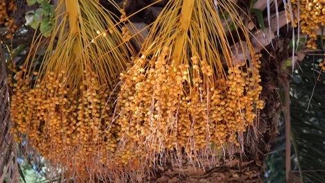 close-up of ripe dates hanging on a date palm tree