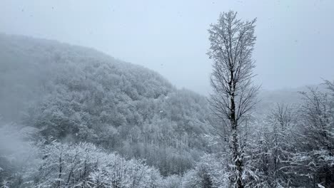 alone-single-tree-in-forest-nature-landscape-Hyrcanian-forest-hills-in-mountain-in-winter-season-rural-countryside-travel-natural-attraction-in-Iran-adventure-hiking-in-winter-snowfall-background