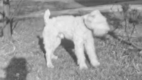 wire fox terrier is a canine embodiment of curiosity and energy