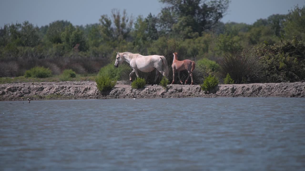 yegua de caballo salvaje con su potro caminando por la orilla del río cerca del pájaro garza