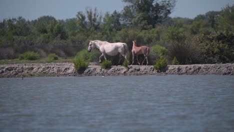 Wild-horse-mare-with-her-foal-walking-on-river-shore-near-egret-bird