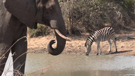 At-the-watering-hole-we-see-an-elephant,-Cape-buffalo-and-zebra-together
