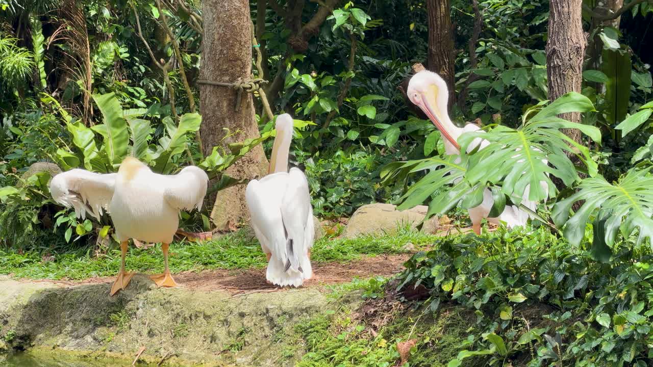 豊かな熱帯庭園で、2羽の白いペリカンが羽繕いをし、翼を広げている。