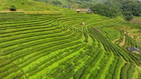 Aerial-view-of-tea-plantation-terrace-on-mountain.