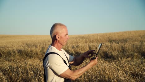 senior farmer using tablet on wheat field. farmer inspects wheat growth. concept of digital technologies in agriculture