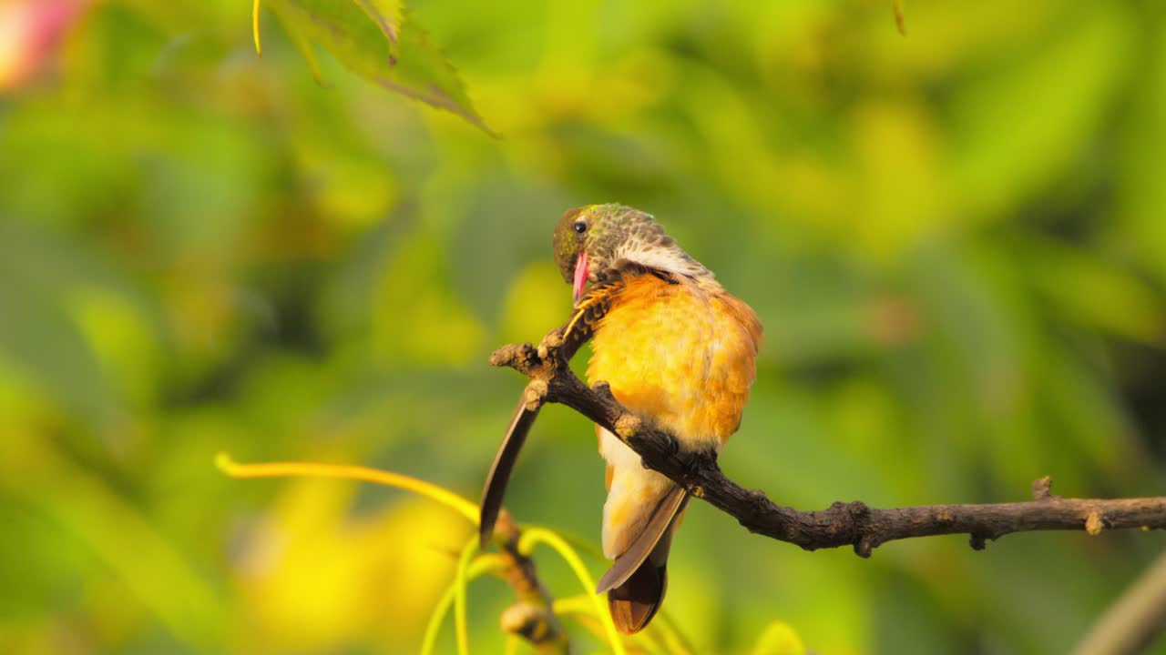 Hummingbird perched on a branch, displaying vibrant feathers against a green background
