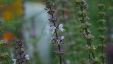 Abeja-Australiana-Polinizando-La-Flor-De-Albahaca-Morada---Primer-Plano