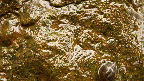 Macro-and-time-lapse-shot-of-a-snail-grazing-and-insect-larva-on-wet,-algae-covered-rock