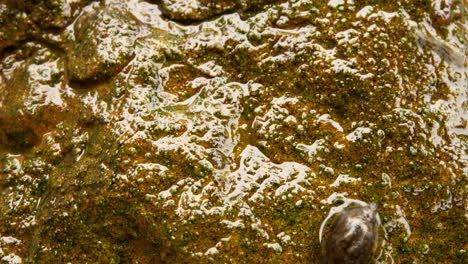 macro and time-lapse shot of a snail grazing and insect larva on wet, algae-covered rock