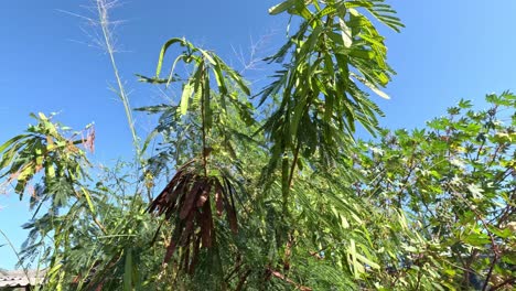 el árbol de acacia se desarrolla y florece con el tiempo.