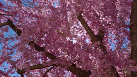 treetop of a flowering japanese cherry blossom with sun peaking through the leaves