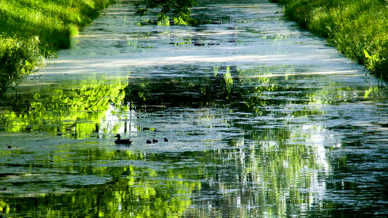 새끼 오리와 오리