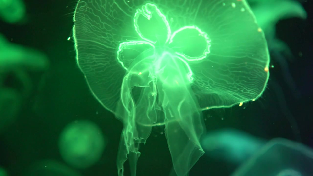 4k 30fps RGB: Águas-vivas coloridas flutuando em aquário