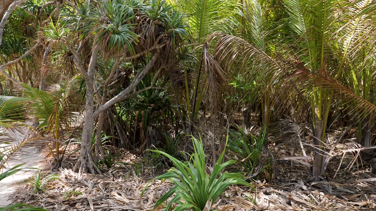 Vegetation on the Mystery Island (Inyeug),Vanuatu.