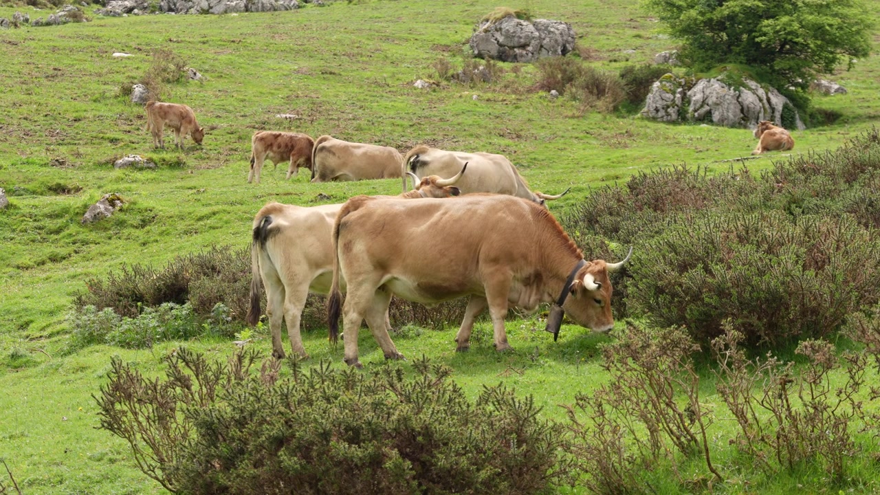 Mandria di mucche brune al pascolo in un prato di montagna nei Picos de Europa
