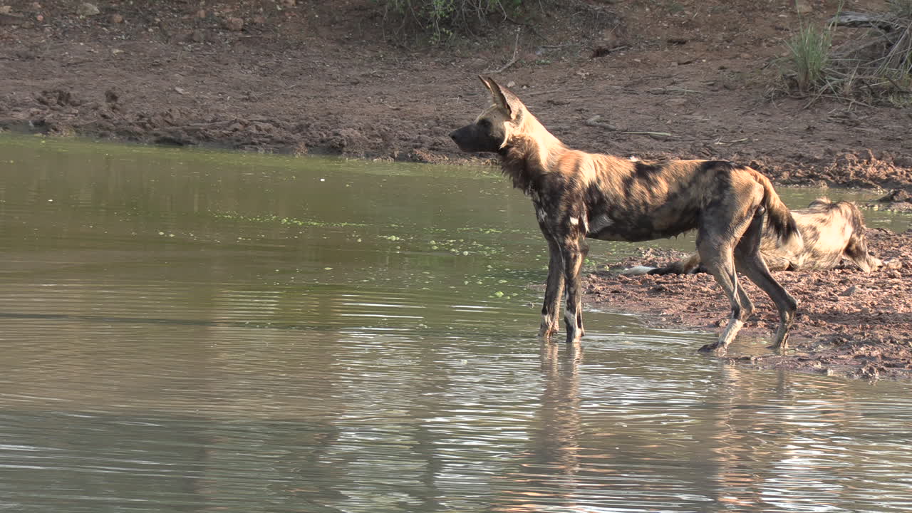 vista lateral del solitario perro salvaje africano parado junto al pozo de agua para refrescarse