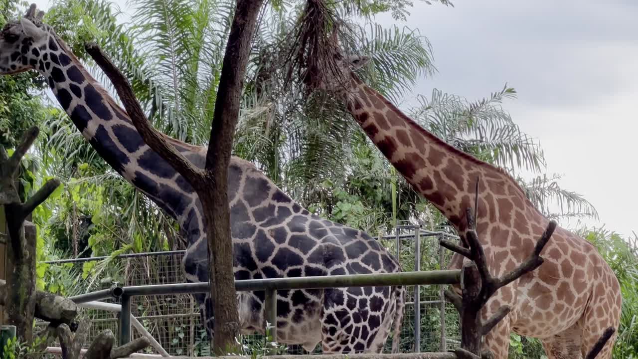 두 로스차일드의 기린, 싱가포르 동물원, 만다이 야생 보호 구역의 나무 꼭대기에서 독특한 창백한 펠트 먹는 음식을 가진 기린 기린자리 로스차일디의 핸드헬드 모션으로 영화 공개 샷