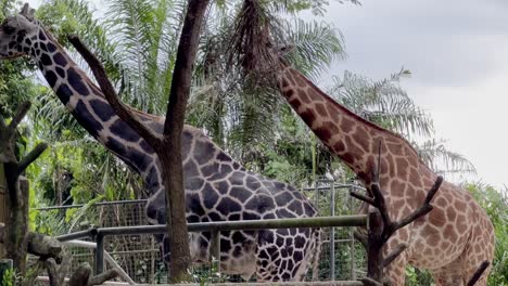 cinematic reveal shot with handheld motion of two rothschild's giraffe, giraffa camelopardalis rothschildi with distinctive pale pelt eating food on treetop at singapore zoo, mandai wildlife reserves