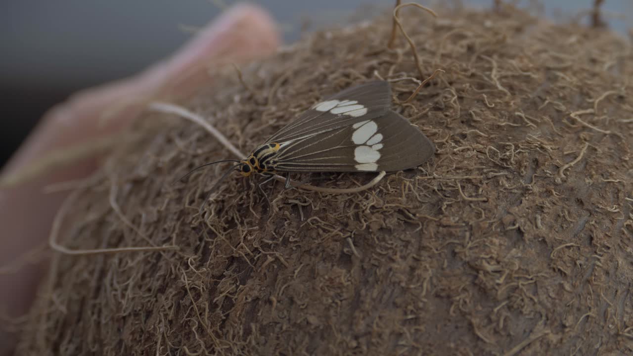 코코넛 껍질에 쉬고 있는 까치 호랑이 나방 - 호주 qld의 호랑이 나방