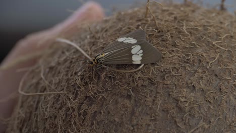 polilla tigre urraca descansando sobre cáscara de coco - polilla tigre en qld, australia