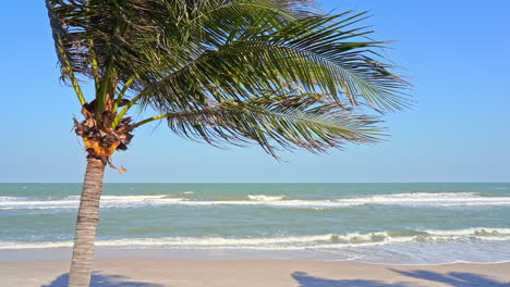 single coconut tree on beach bending under strong wind daytime in tropical island, handheld slow-motion