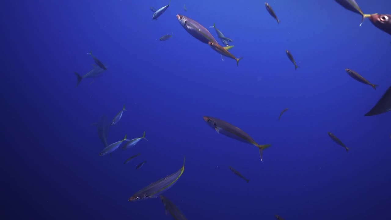 평화롭게 헤엄치는 백상아리의 트래킹 샷