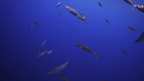 Tracking-shot-of-great-white-sharks-peacefully-swimming