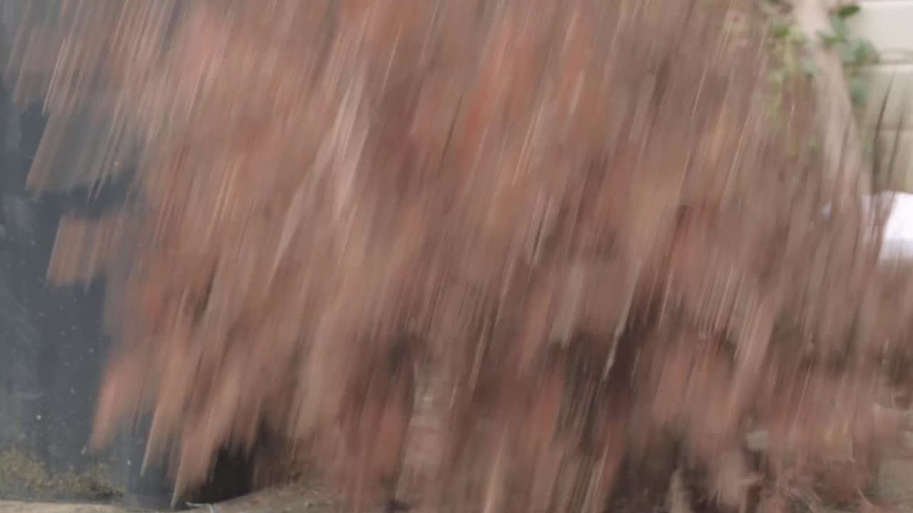 수집 및 재활용을 위해 죽은 크리스마스 트리를 옮기는 여성