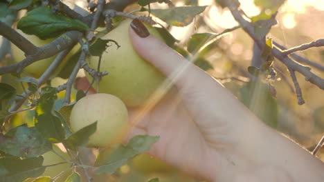 Bauernhände-Pflücken-Äpfel-Von-Ästen-In-Den-Sonnenstrahlen