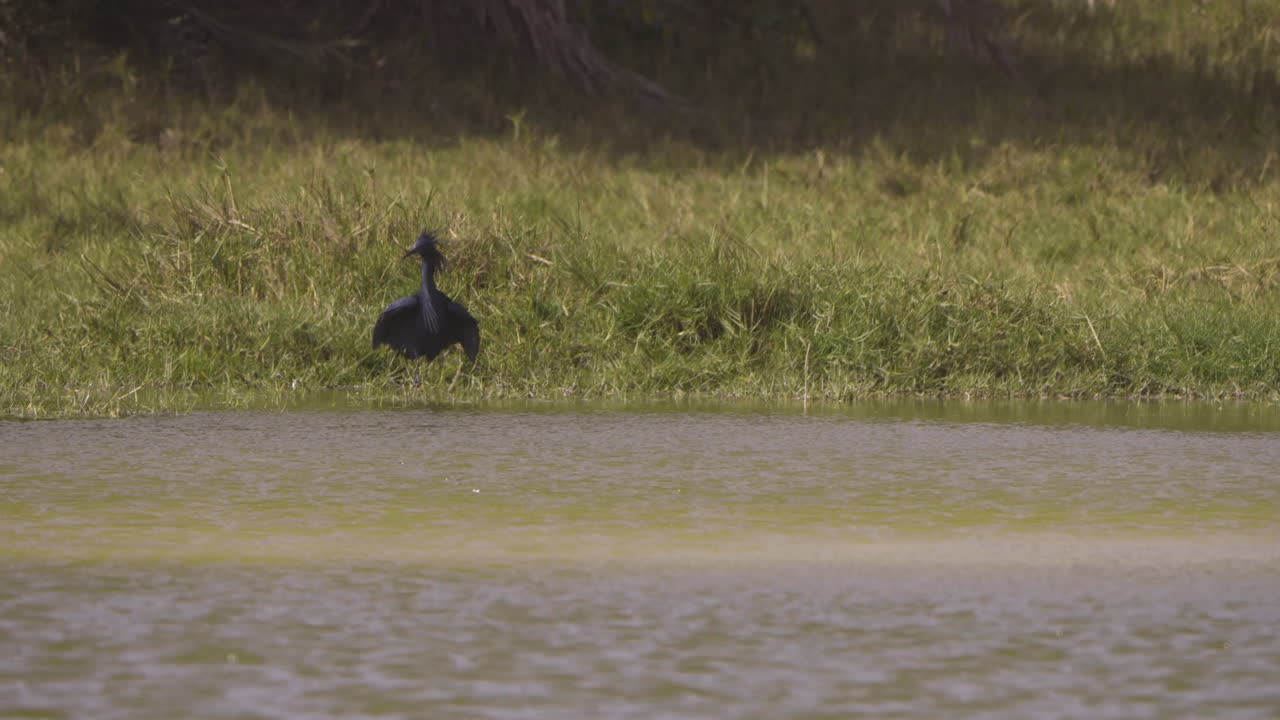Black Heron Performs Canopy Feeding – Wings Spread Like Umbrella While Hunting