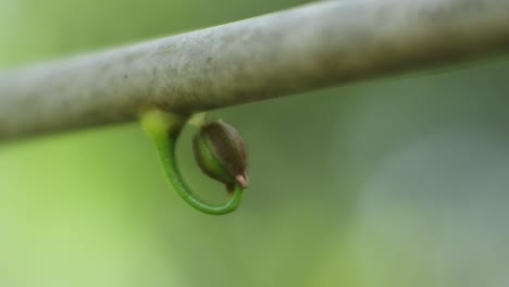 plant shoots grow under the wires