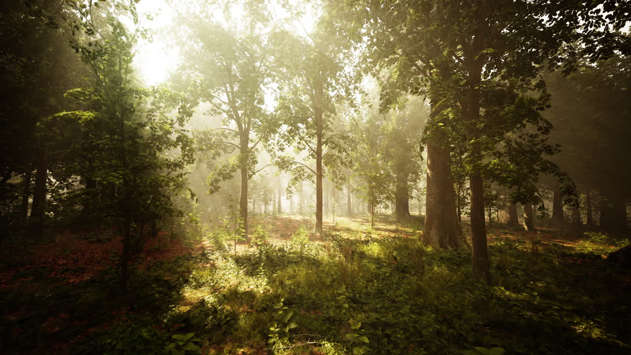 안개 가 가득 한 숲 을 가로지르는 빛