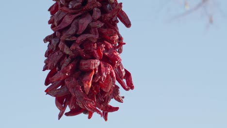 chiles colgando para secar en el centro de santa fe, nuevo méxico con video estable filmado de cerca