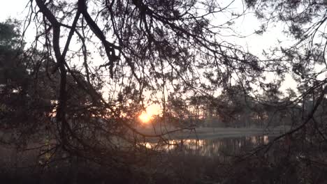 Enthüllen-Sie-Die-Aufnahme-Einer-Kleinen-Sonne,-Die-Durch-Die-Zweige-Eines-Waldes-Im-Freien-Scheint,-Aus-Der-Sicht-Der-Morgenwanderung