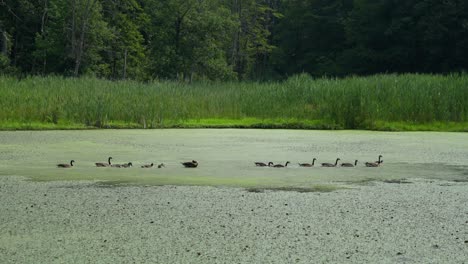 a row of canadian geese swimming in an algae covered pond